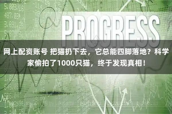 网上配资账号 把猫扔下去，它总能四脚落地？科学家偷拍了1000只猫，终于发现真相！